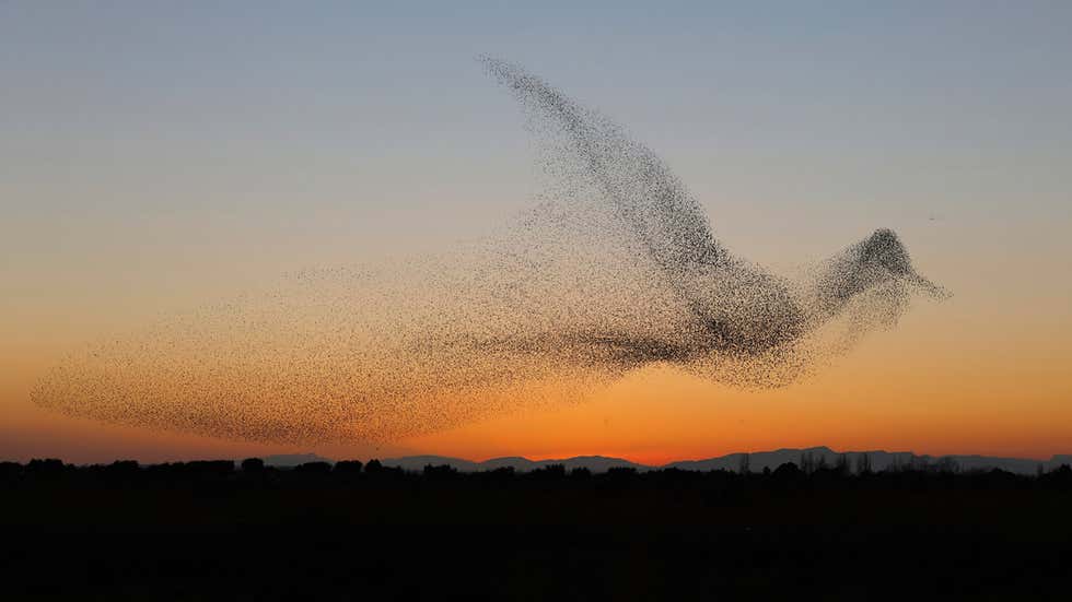 Régulation des SNA
